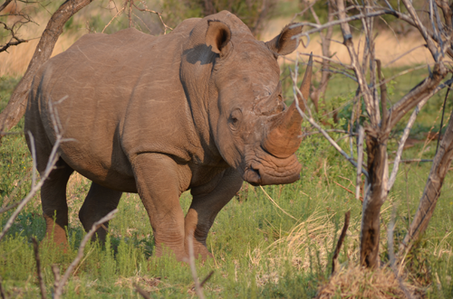 A close up of a rhino