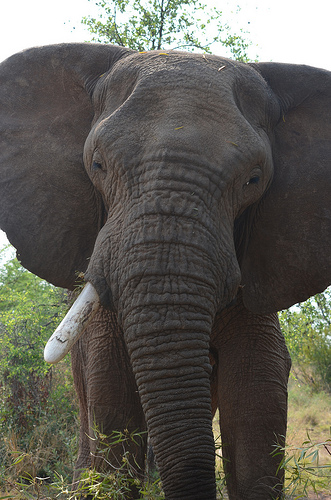A close up of an elephant
